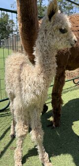 alpaca for sale