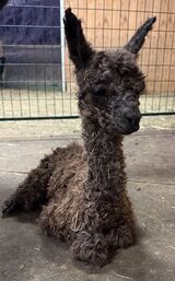 alpaca for sale