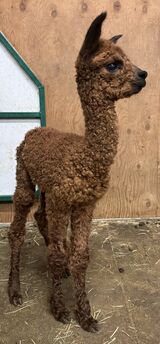 alpaca for sale