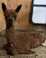 alpaca for sale