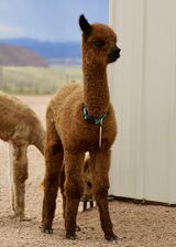 alpaca for sale