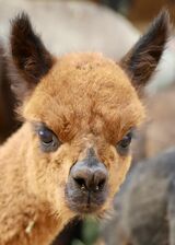 alpaca for sale
