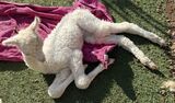 alpaca for sale