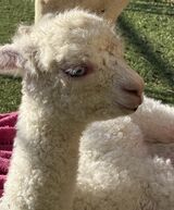 alpaca for sale