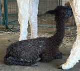 alpaca for sale