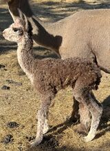 alpaca for sale