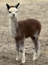 alpaca for sale