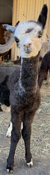 alpaca for sale