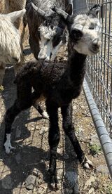 alpaca for sale