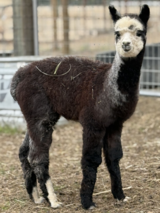alpaca for sale
