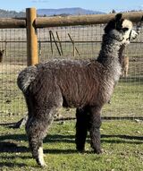 alpaca for sale