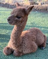 alpaca for sale