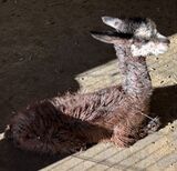 alpaca for sale