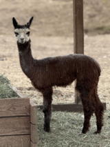 alpaca for sale