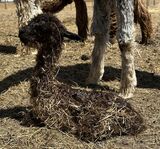 alpaca for sale