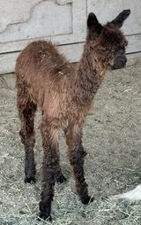 alpaca for sale