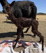 alpaca for sale