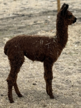 alpaca for sale