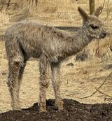 alpaca for sale