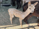 alpaca for sale