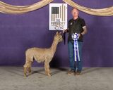 alpaca for sale