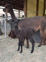 alpaca for sale