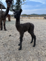 alpaca for sale