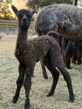 alpaca for sale