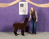 alpaca for sale