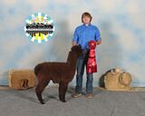 alpaca for sale