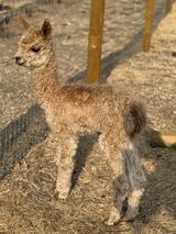 alpaca for sale