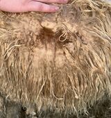 alpaca for sale