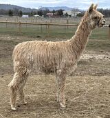 alpaca for sale