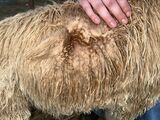 alpaca for sale
