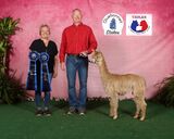 alpaca for sale