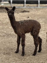 alpaca for sale