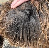 alpaca for sale