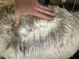 alpaca for sale
