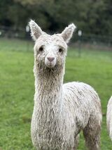 alpaca for sale