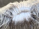 alpaca for sale