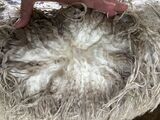 alpaca for sale