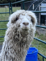 alpaca for sale