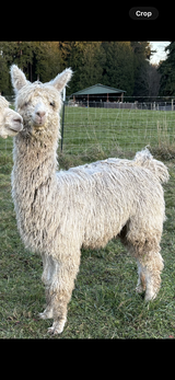 alpaca for sale