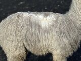alpaca for sale