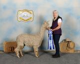 alpaca for sale