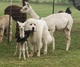 alpaca for sale