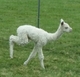 alpaca for sale