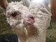 alpaca for sale