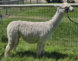 alpaca for sale