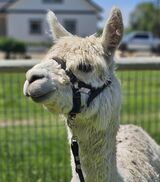 alpaca for sale